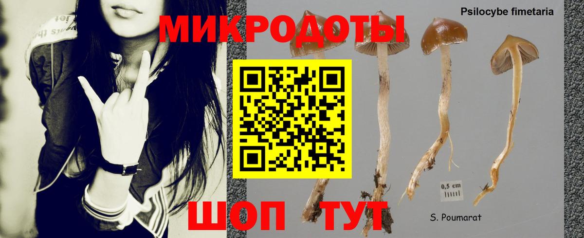 Псилоцибиновые грибы Psilocybe Славянск-на-Кубани